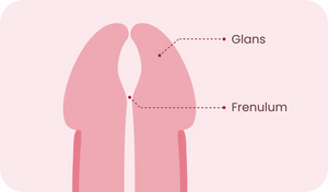 Location of the Frenulum and Glans on the penis