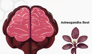 Human brain with an ashwagandha root flower next to it