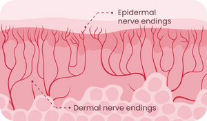 penile nerve endings and dermal nerve endings