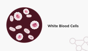 Human white blood cells